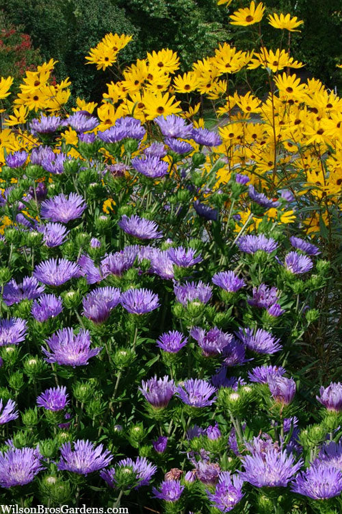  Peachie's Pick Stokes Aster (Stokesia) - 1 Gallon Pot