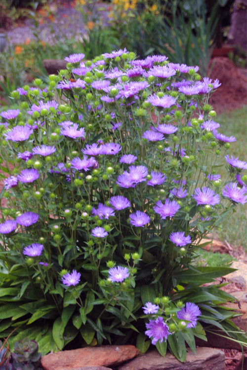  Peachie's Pick Stokes Aster (Stokesia) - 6 Pack Of 1 Gallon Pots
