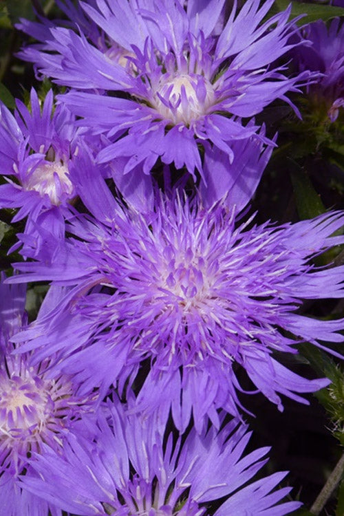  Peachie's Pick Stokes Aster (Stokesia) - 1 Gallon Pot