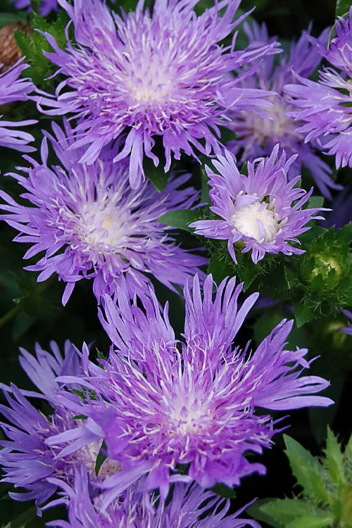  Peachie's Pick Stokes Aster (Stokesia) - 1 Gallon Pot