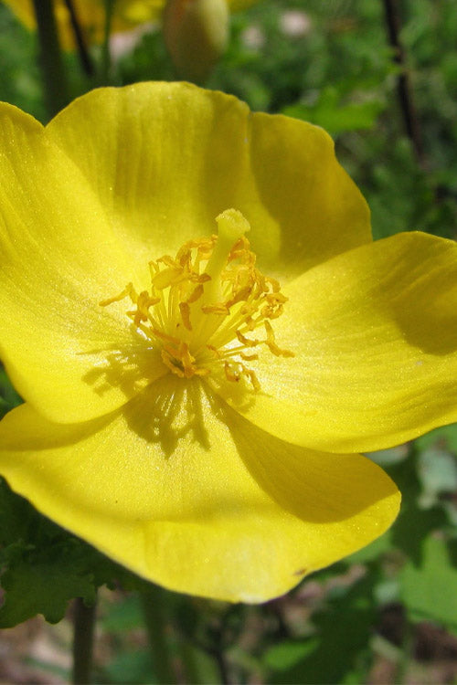  Celandine Yellow Woods Poppy(Stylophorum) - 1 Gallon Pot