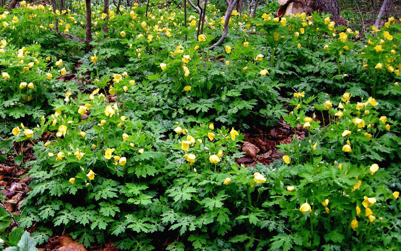  Celandine Yellow Woods Poppy(Stylophorum) - 1 Gallon Pot