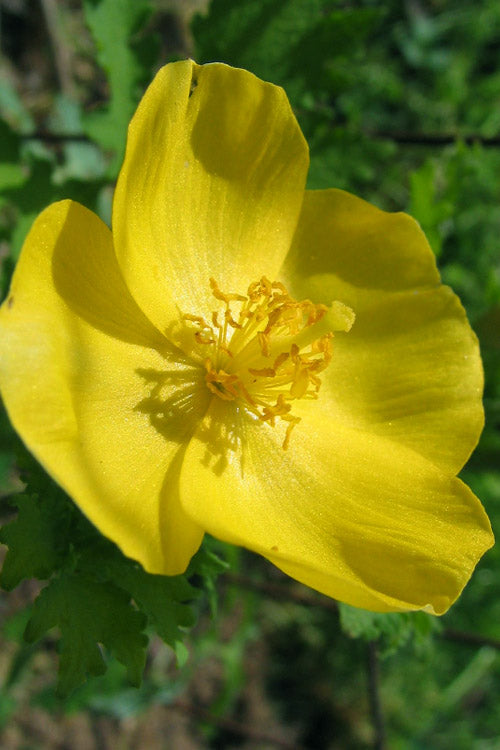  Celandine Yellow Woods Poppy(Stylophorum) - 1 Gallon Pot