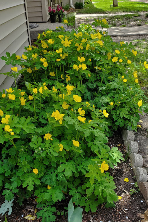  Celandine Yellow Woods Poppy(Stylophorum) - 1 Gallon Pot