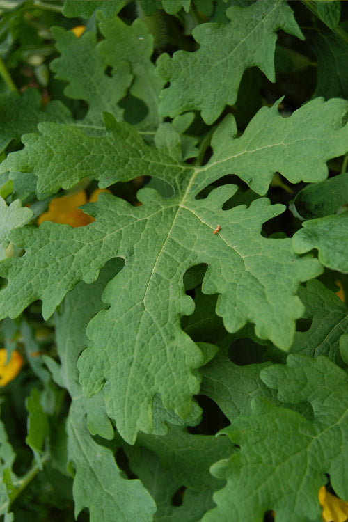  Celandine Yellow Woods Poppy(Stylophorum) - 1 Gallon Pot