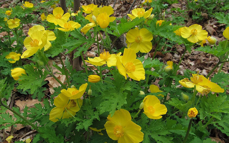  Celandine Yellow Woods Poppy(Stylophorum) - 1 Gallon Pot
