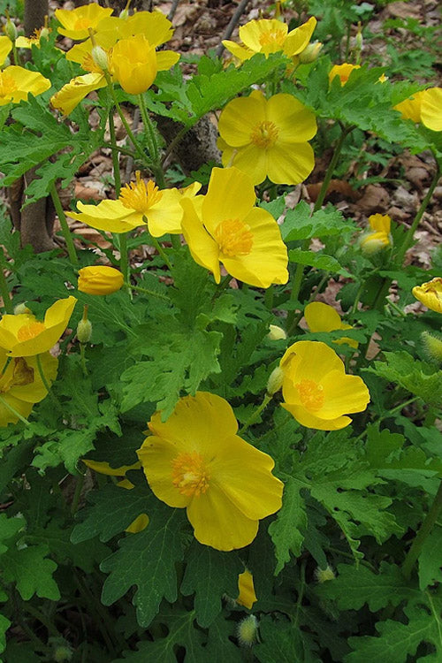  Celandine Yellow Woods Poppy(Stylophorum) - 1 Gallon Pot