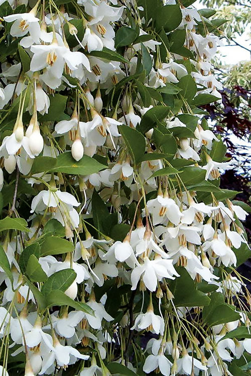 Fragrant Fountain Weeping Japanese Snowbell Tree - 2 Gallon Pot