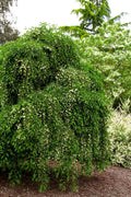  Fragrant Fountain Weeping Japanese Snowbell Tree - 1 Gallon Pot