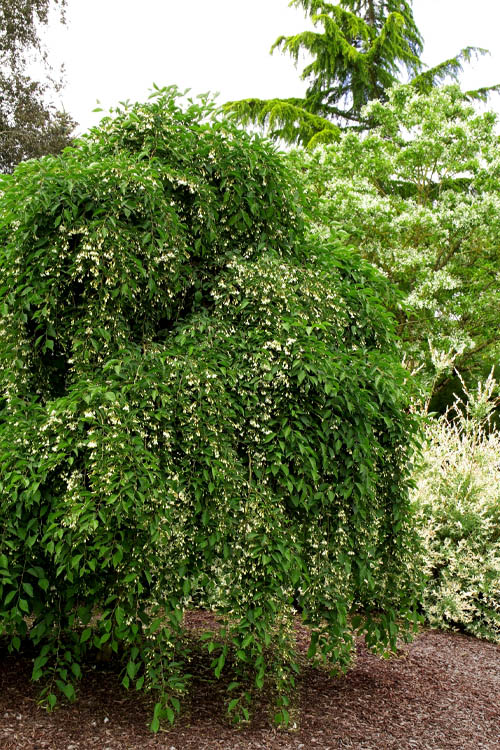  Fragrant Fountain Weeping Japanese Snowbell Tree - 1 Gallon Pot