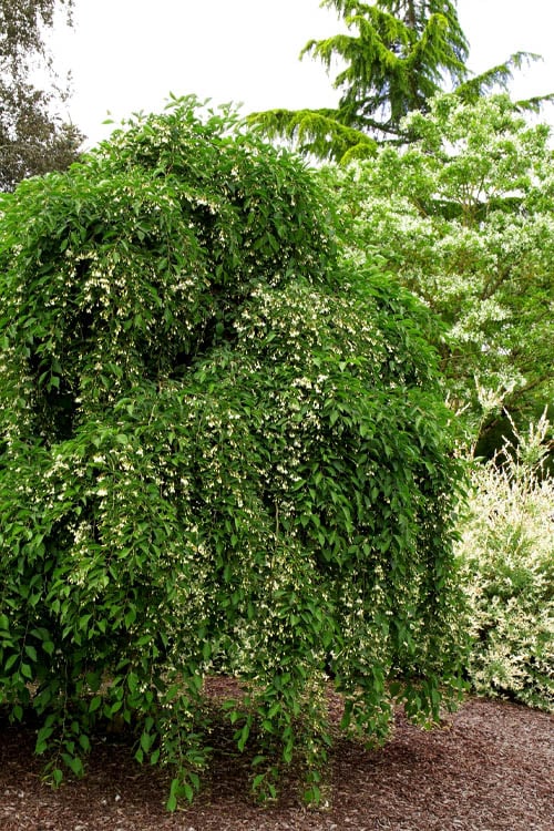  Fragrant Fountain Weeping Japanese Snowbell Tree - 5 Gallon Pot