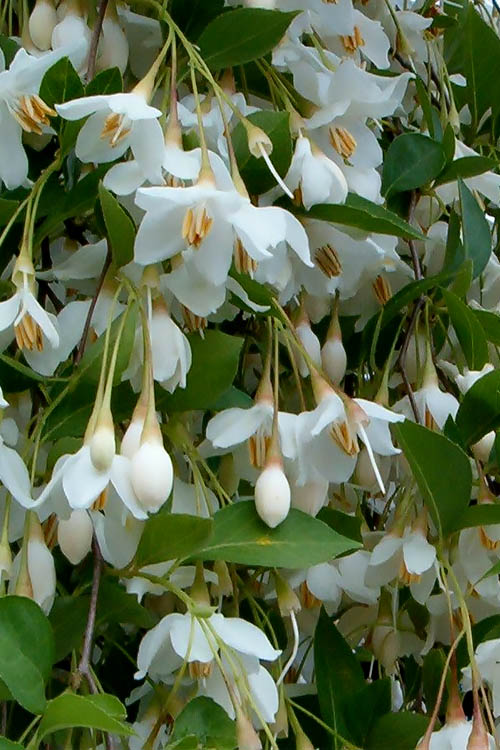 Fragrant Fountain Weeping Japanese Snowbell Tree - 1 Gallon Pot