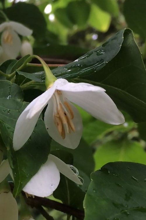  Fragrant Fountain Weeping Japanese Snowbell Tree - 5 Gallon Pot