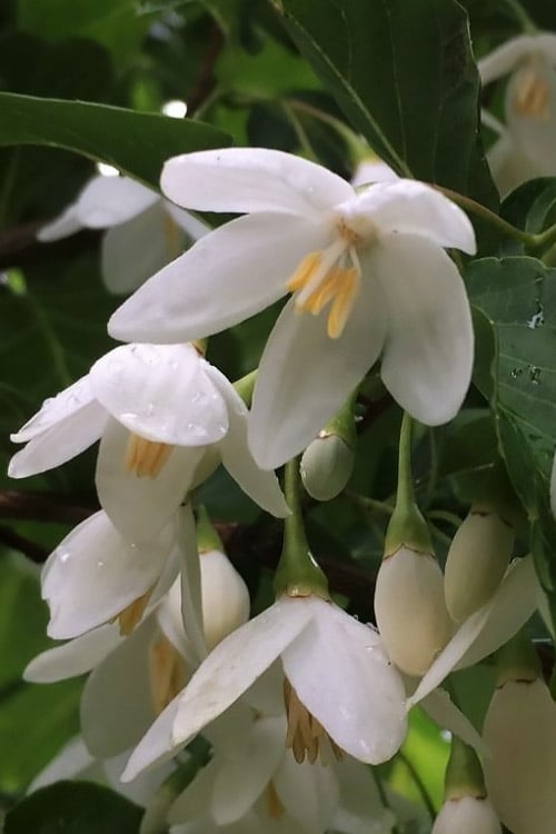  Fragrant Fountain Weeping Japanese Snowbell Tree - 5 Gallon Pot