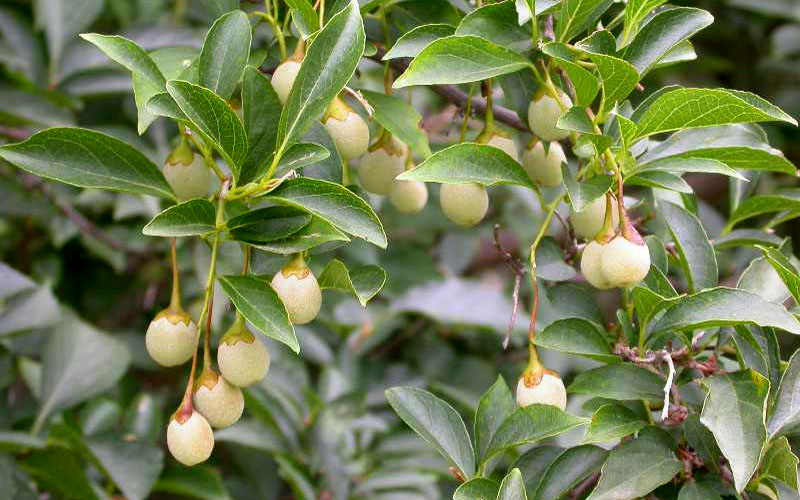  Pink Chimes Japanese Snowbell - 7 Gallon Pot