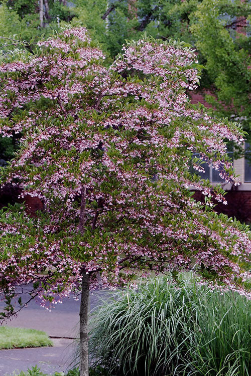  Pink Chimes Japanese Snowbell - 7 Gallon Pot