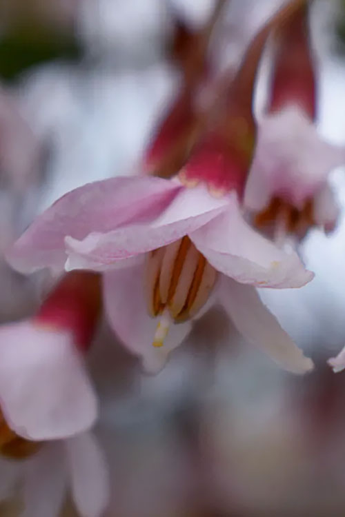  Pink Chimes Japanese Snowbell - 7 Gallon Pot