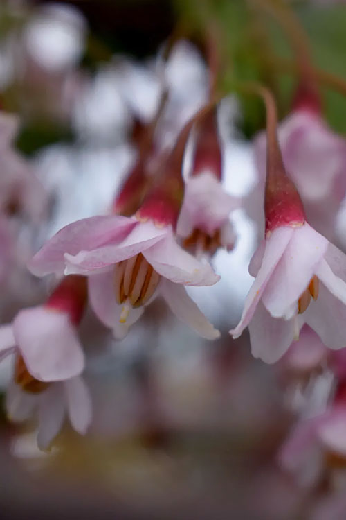  Pink Chimes Japanese Snowbell - 7 Gallon Pot