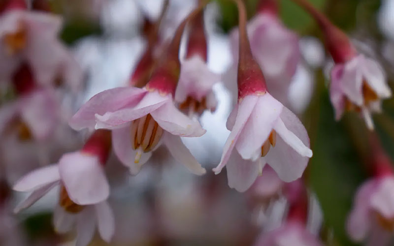  Pink Chimes Japanese Snowbell - 7 Gallon Pot