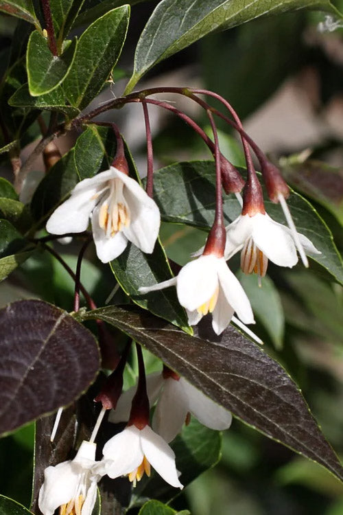  Evening Light Fragrant Japanese Snowbell Tree (Styrax) - 7 Gallon Pot (4-5')