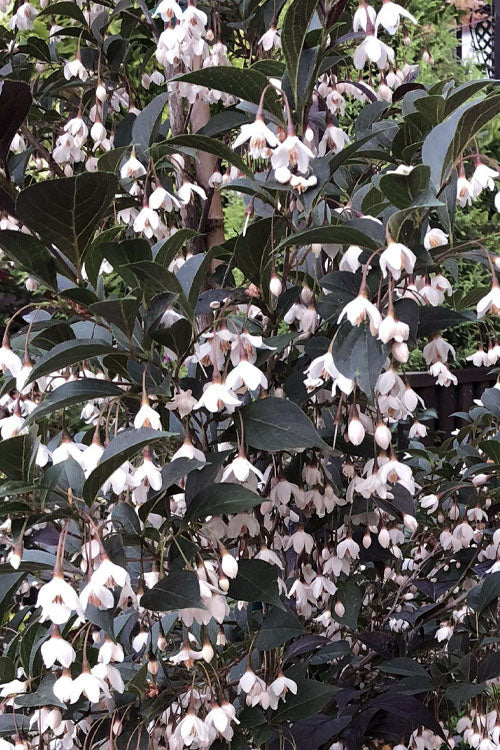  Evening Light Fragrant Japanese Snowbell Tree (Styrax) - 7 Gallon Pot (4-5')