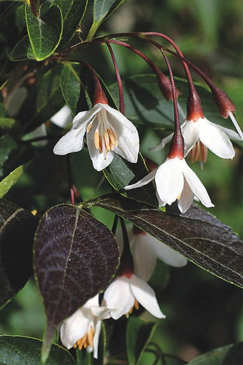  Evening Light Fragrant Japanese Snowbell Tree (Styrax) - 7 Gallon Pot (6-7')