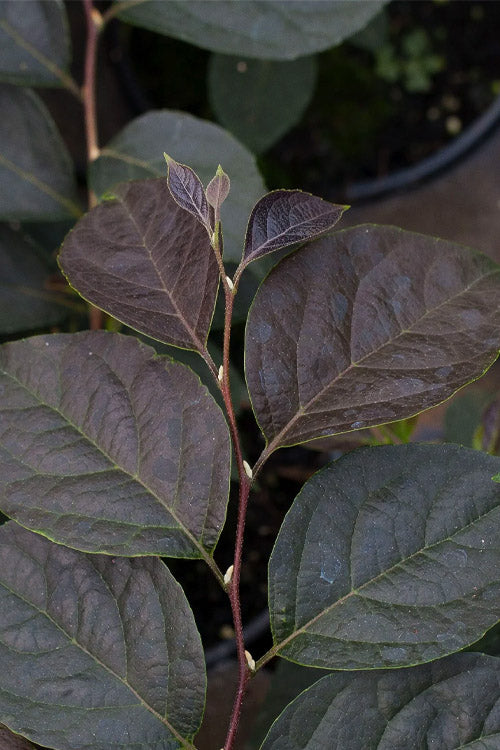  Evening Light Fragrant Japanese Snowbell Tree (Styrax) - 7 Gallon Pot (4-5')
