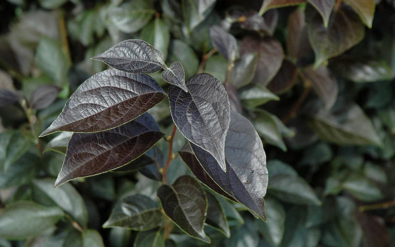  Evening Light Fragrant Japanese Snowbell Tree (Styrax) - 7 Gallon Pot (6-7')