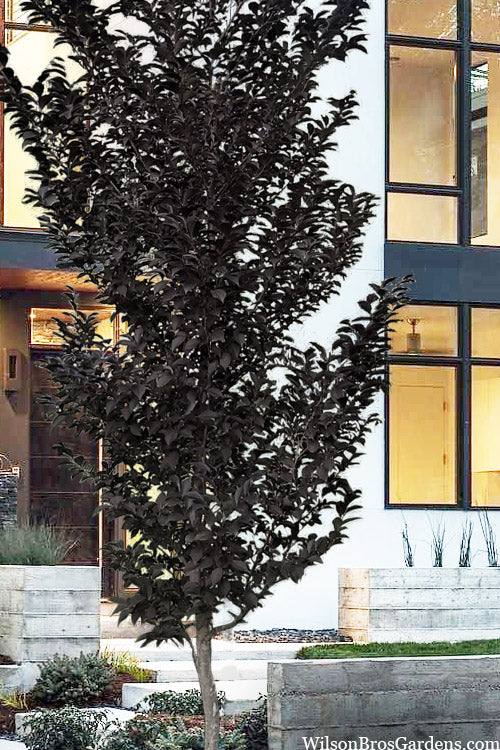  Evening Light Fragrant Japanese Snowbell Tree (Styrax) - 7 Gallon Pot (6-7')