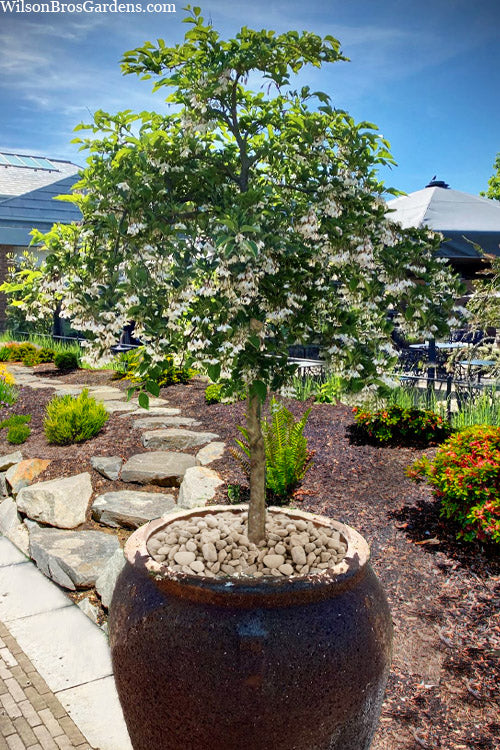  Fragrant Fountain Weeping Japanese Snowbell Tree (Single Trunk Tree Form) - 2 Gallon Pot