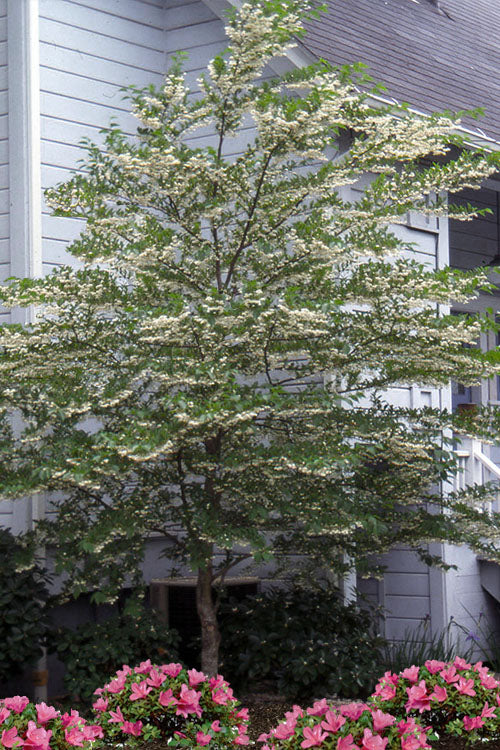  Japanese Snowbell Tree (Styrax) - 1 Gallon Pot