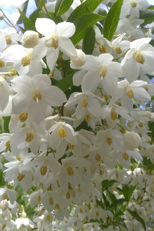  Japanese Snowbell Tree (Styrax) - 7 Gallon Pot 5-6’