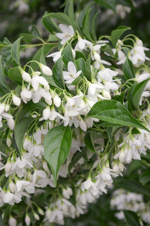  Japanese Snowbell Tree (Styrax) - 1 Gallon Pot
