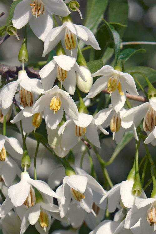  Japanese Snowbell Tree (Styrax) - 3 Gallon Pot