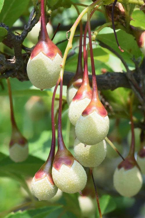  Japanese Snowbell Tree (Styrax) - 7 Gallon Pot 5-6’