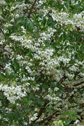  Japanese Snowbell Tree (Styrax) - 7 Gallon Pot 5-6’