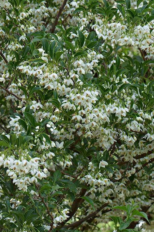  Japanese Snowbell Tree (Styrax) - 1 Gallon Pot
