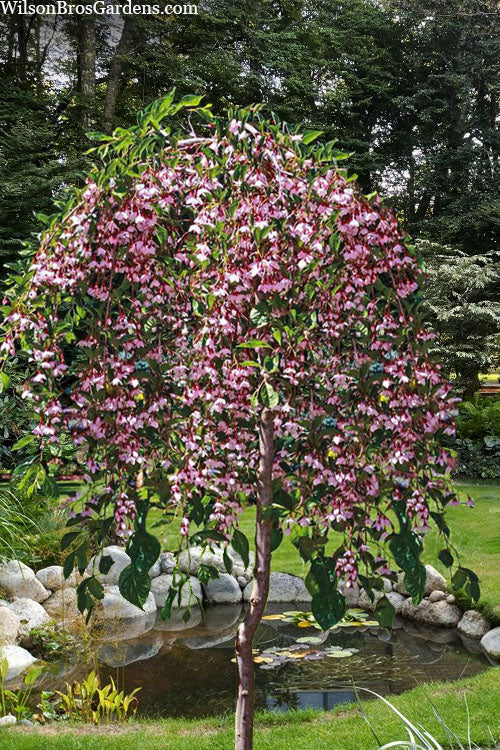  Marley's Pink Parasol Weeping Japanese Snowbell Tree - 2 Gallon Pot