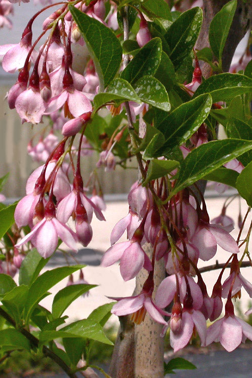 Marley's Pink Parasol Weeping Japanese Snowbell Tree - 7 Gallon Pot (3-4')