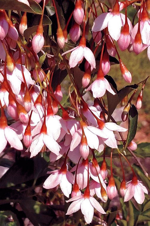  Marley's Pink Parasol Weeping Japanese Snowbell Tree - 2 Gallon Pot