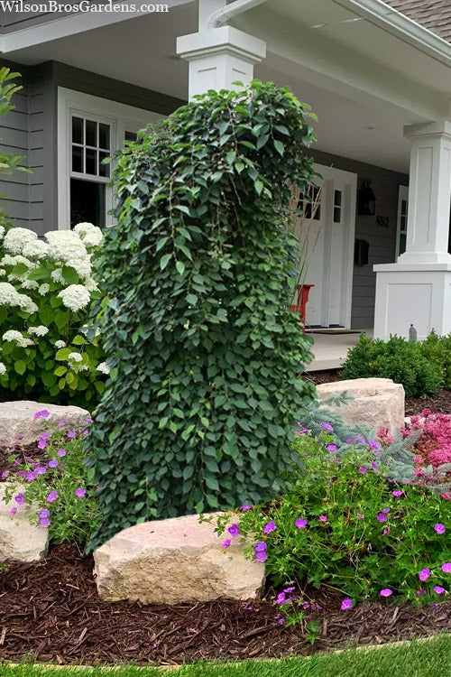  Marley's Pink Parasol Weeping Japanese Snowbell Tree - 7 Gallon Pot (3-4')