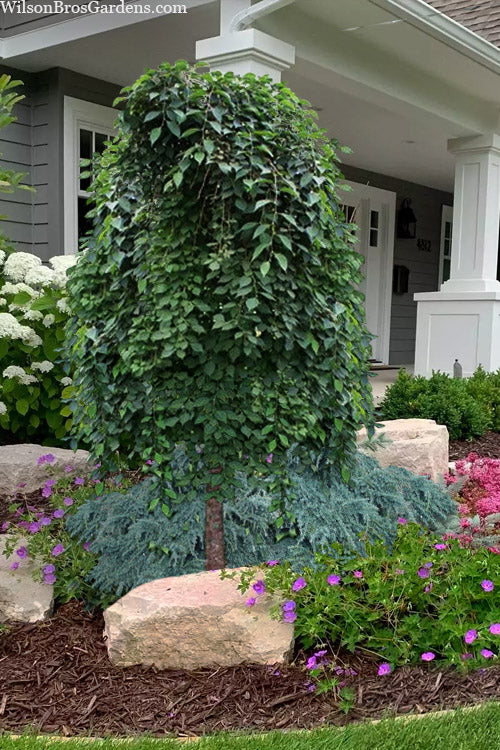  Marley's Pink Parasol Weeping Japanese Snowbell Tree - 2 Gallon Pot