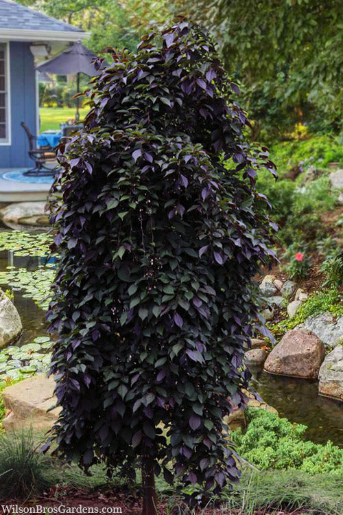  Nightfall Weeping Japanese Snowbell Tree - 7 Gallon Pot (3-4')