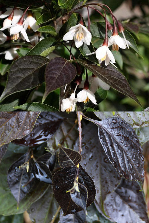  Nightfall Weeping Japanese Snowbell Tree - 7 Gallon Pot (3-4')