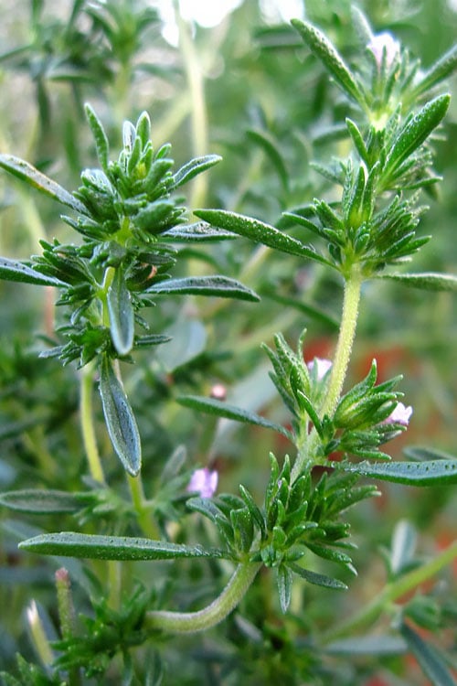  Summer Savory Plant - 6 Pack Of Pint Pots 