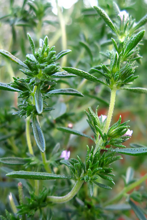  Summer Savory Plant - 6 Pack Of Pint Pots