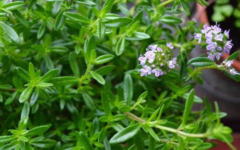  Summer Savory Plant - 6 Pack Of Pint Pots
