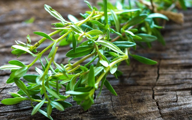  Summer Savory Plant - 6 Pack Of Pint Pots 