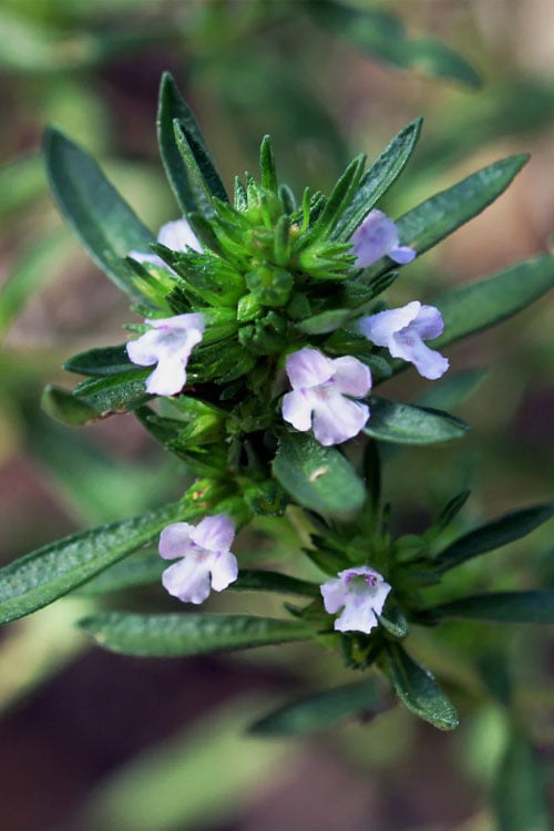  Summer Savory Plant - 6 Pack Of Pint Pots 