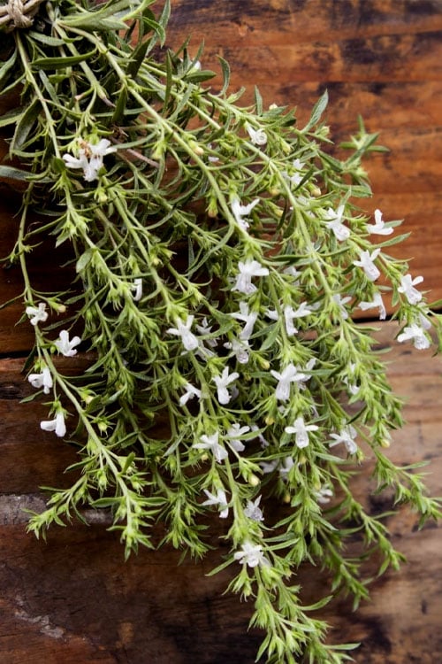  Summer Savory Plant - 6 Pack Of Pint Pots 
